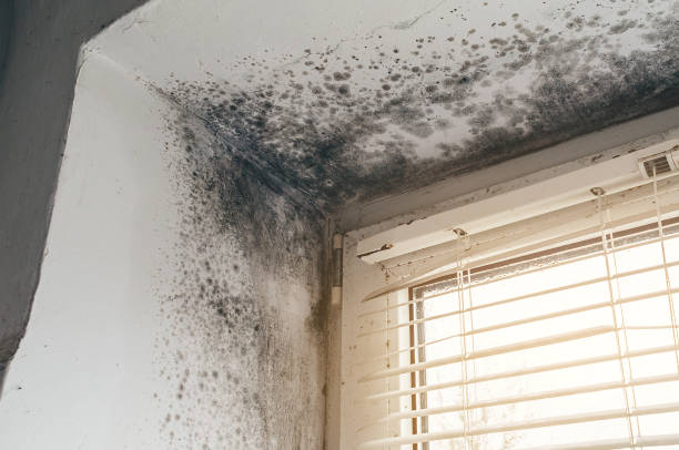 Affordable Mold Removal solutions in Stow, MA
